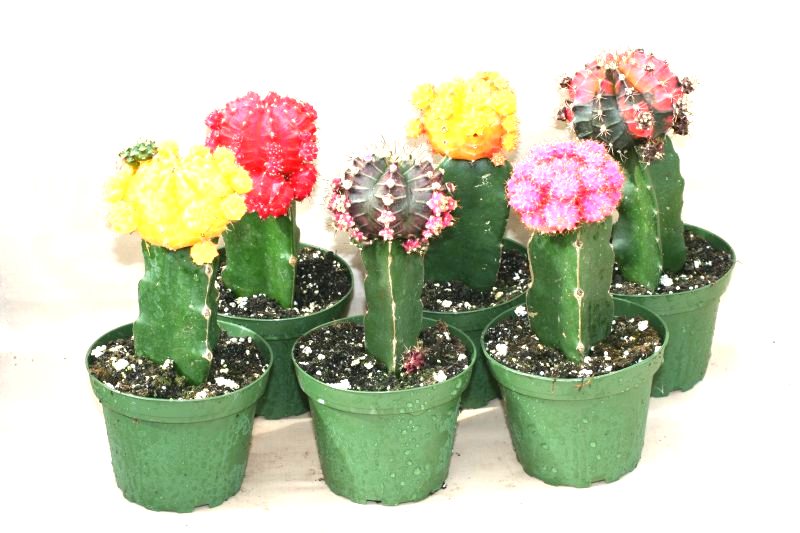 4" Grafted Cactus Colortop